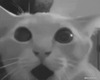 Шокированный рыжий кот крупным планом - картинка gif