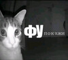 Кот смотрит в камеру - картинка gif