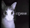 Кот смотрит на камеру - картинка gif