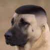Собака с человеческой стрижкой - картинка gif
