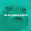 Рыба с недоуменным выражением лица - картинка gif
