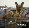 Немецкая овчарка с кальяном - картинка gif