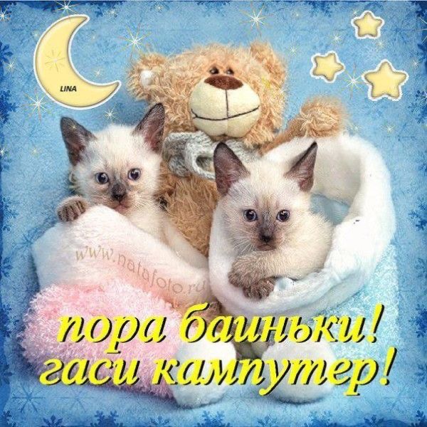 Котята с игрушкой перед сном - гифки и картинки