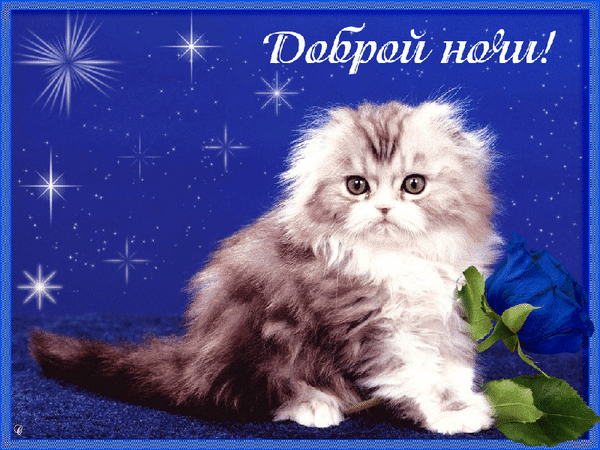 Пушистый котенок с синей розой - гифки и картинки