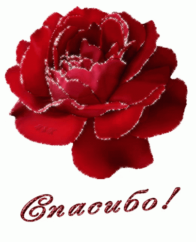 Красная роза со словом спасибо - гифки и картинки