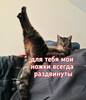 Кот лежит на человеке - картинка gif