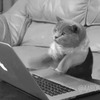 Кот печатает на ноутбуке - картинка gif