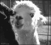 Альпака жует траву на ферме - картинка gif