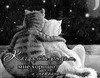 Два кота любуются ночью - картинка gif