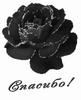 Красная роза со словом спасибо - картинка gif