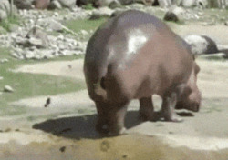 Бегемот испражняется на суше - картинка gif
