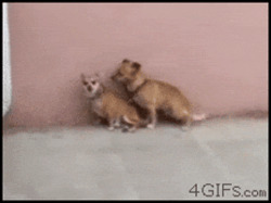 Две собаки стоят вместе - картинка gif
