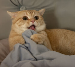 Забавный кот играет с пледом - картинка gif