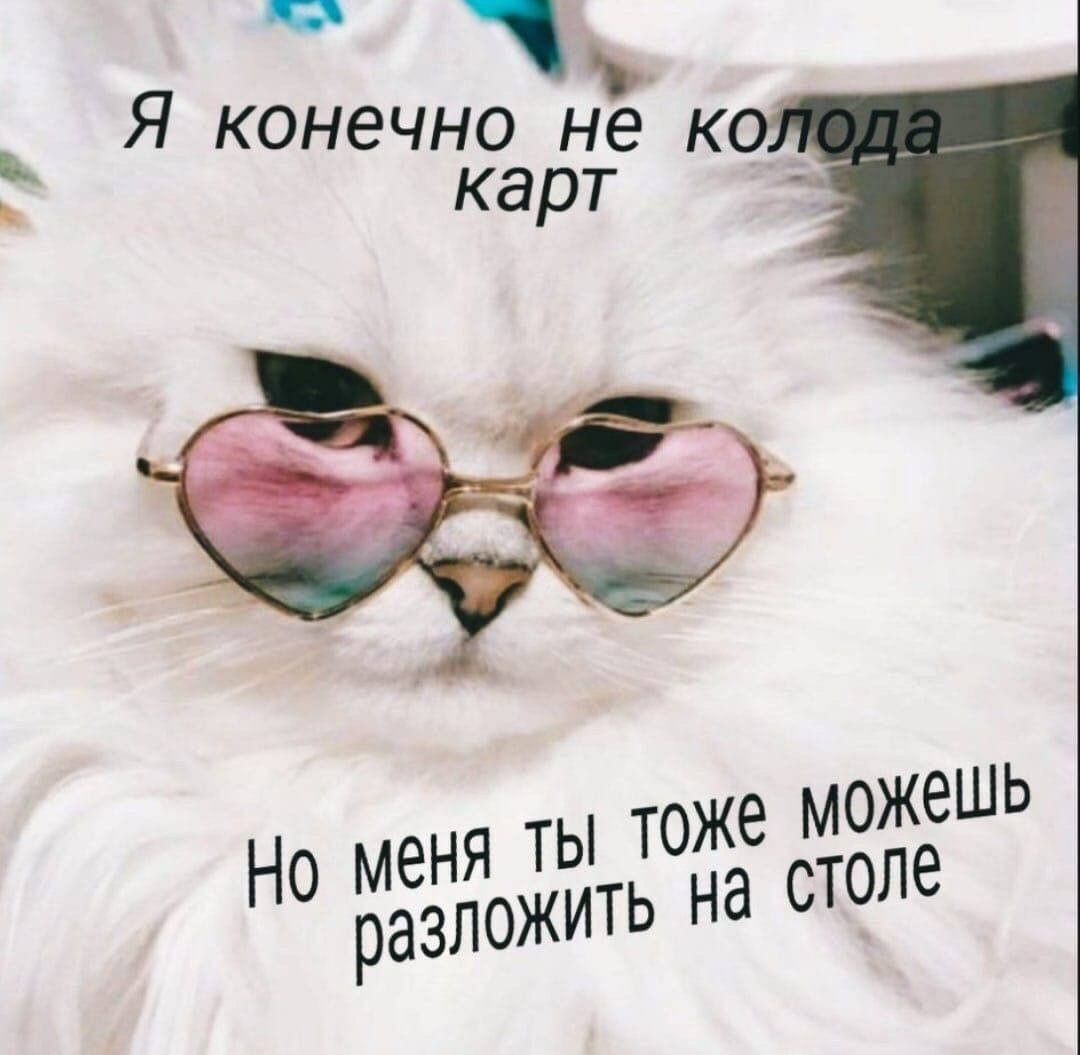 Белая кошка в очках - гифки и картинки