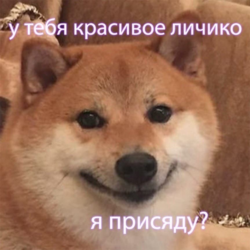 Сиба-ину смотрит в камеру - гифки и картинки