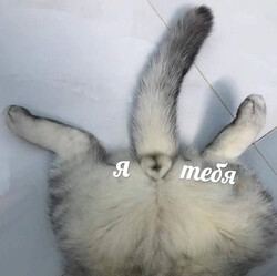 Вид на заднюю часть кота - картинка gif
