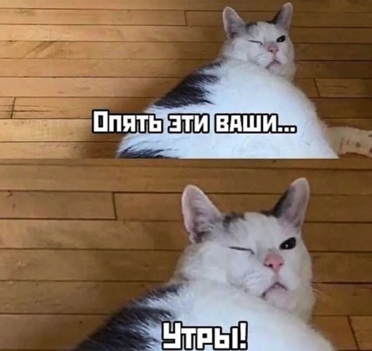 Кот с прищуренными глазами - гифки и картинки