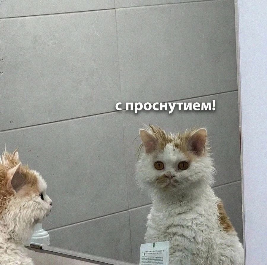 Кот смотрит на себя в зеркало - гифки и картинки