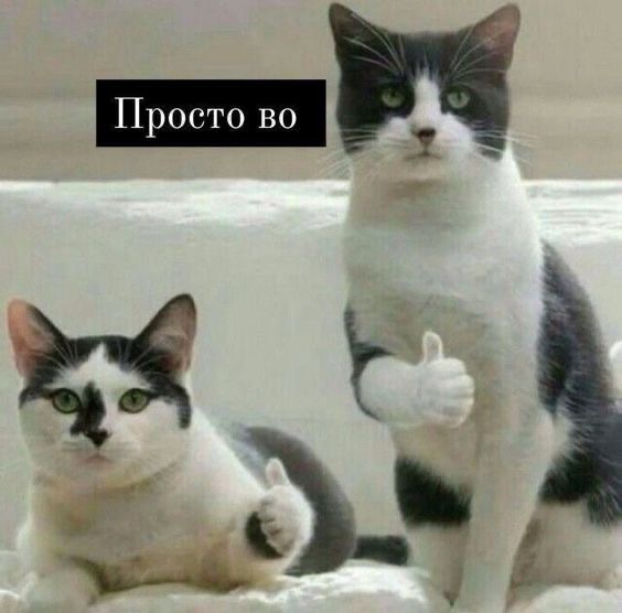 Две кошки показывают класс - гифки и картинки