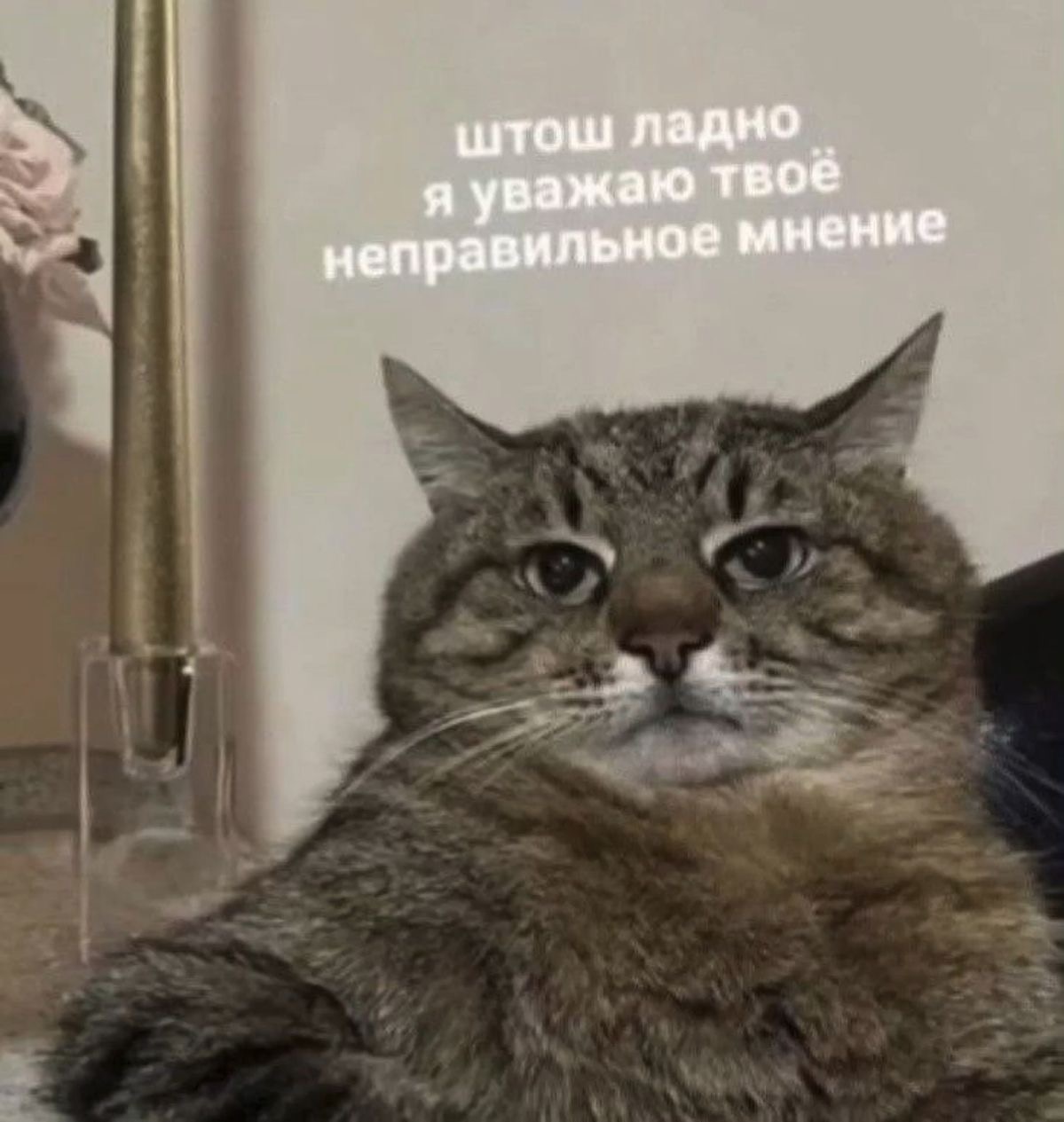 Кот с надписью о мнении - гифки и картинки