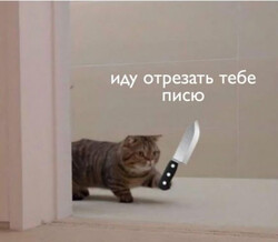 Кот с ножом в лапе - картинка gif