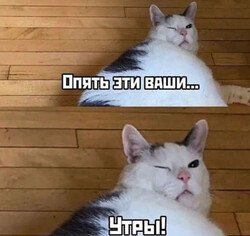 Кот с прищуренными глазами - картинка gif