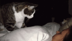 Кот будит человека - картинка gif