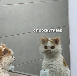 Кот смотрит на себя в зеркало - картинка gif