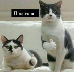 Две кошки показывают класс - картинка gif