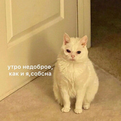 Грустный белый кот дома - картинка gif