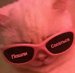 Кот в розовых очках - картинка gif