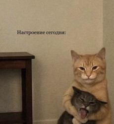 Рыжий кот обнимает серого - картинка gif