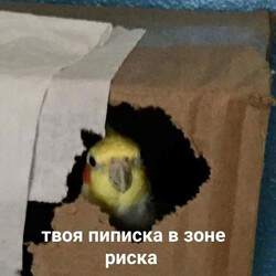 Попугай выглядывает из коробки - картинка gif