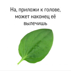 Лист подорожника для лечения - картинка gif