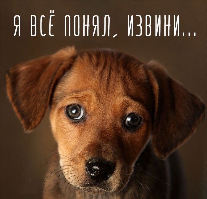 Виноватый щенок - гифки и картинки