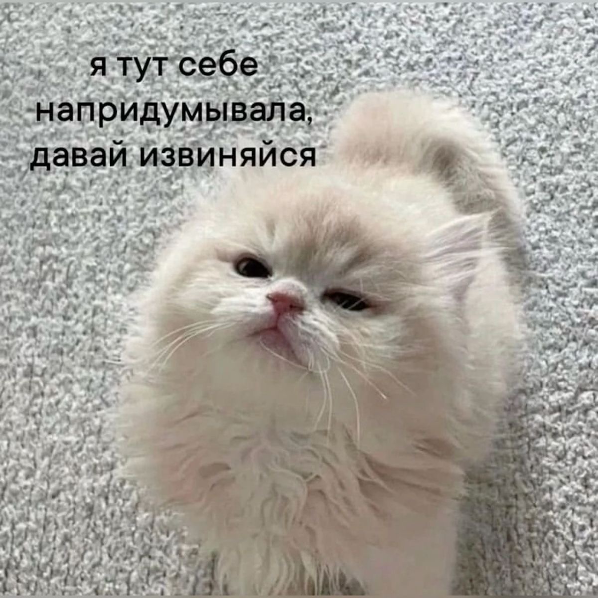 Обиженный пушистый котенок - гифки и картинки