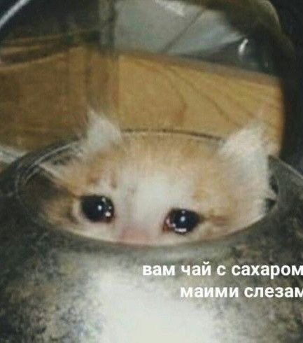 Грустный кот в банке - гифки и картинки