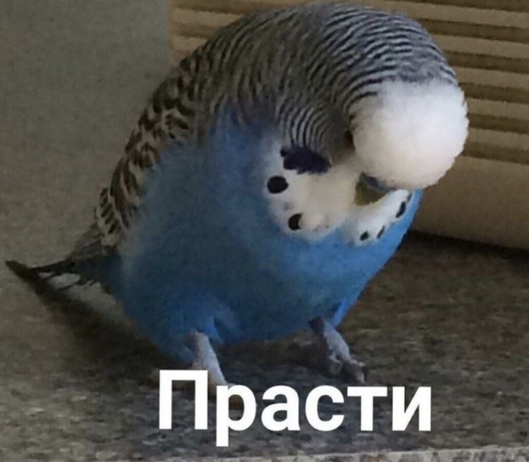 Грустный волнистый попугай - гифки и картинки