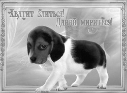 Щенок моргает и просит прощения - картинка gif