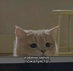 Грустный кот просит прощения - картинка gif