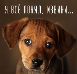 Виноватый щенок - картинка gif