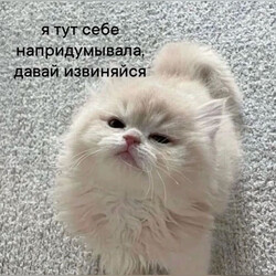 Обиженный пушистый котенок - картинка gif