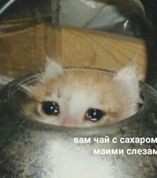 Грустный кот в банке - картинка gif
