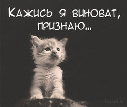 Виноватый котенок - картинка gif