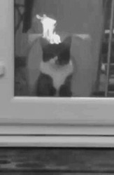 Кот смотрит через стекло - картинка gif
