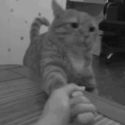 Кот держит человека за руку - картинка gif