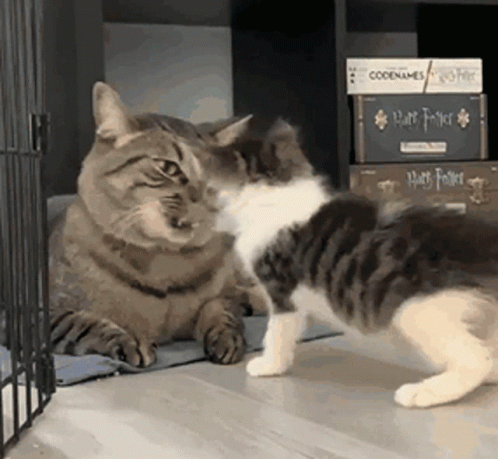 Кот играет с котенком - гифки и картинки
