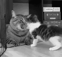 Кот играет с котенком - картинка gif