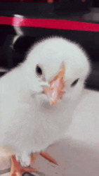 Цыпленок наклоняет голову - картинка gif