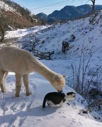 Альпака и кошка на снегу - картинка gif